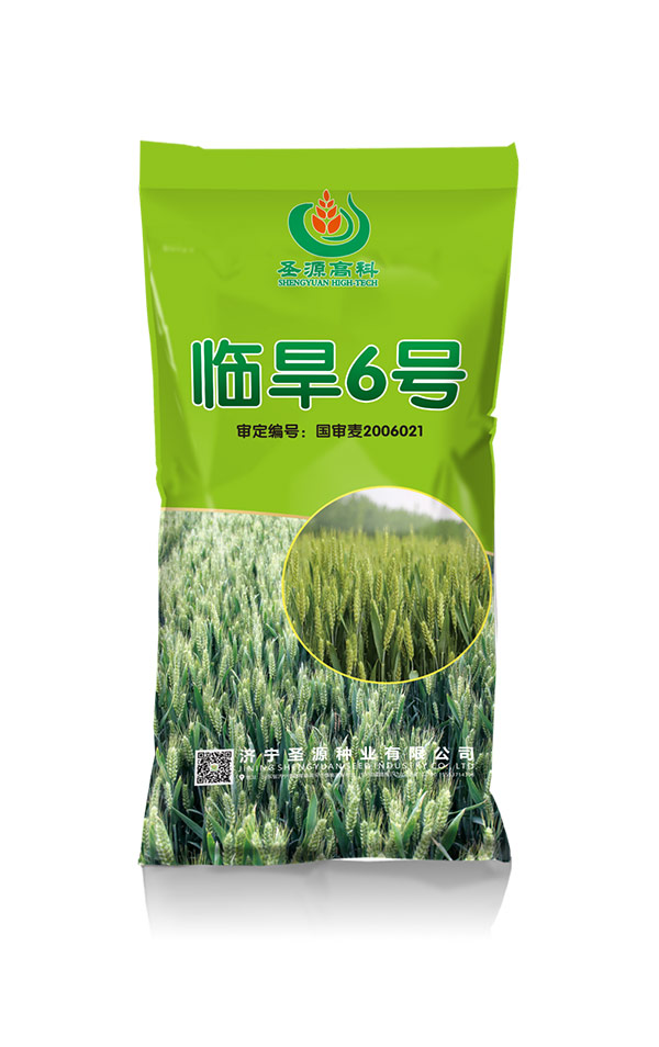 臨旱6號(hào)